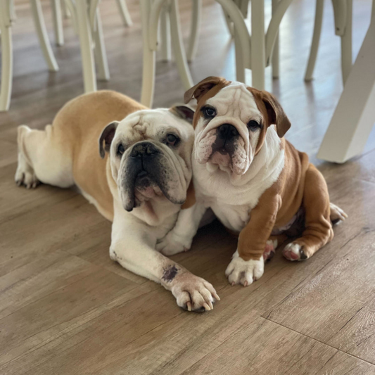 hank and hobbs, frenchies